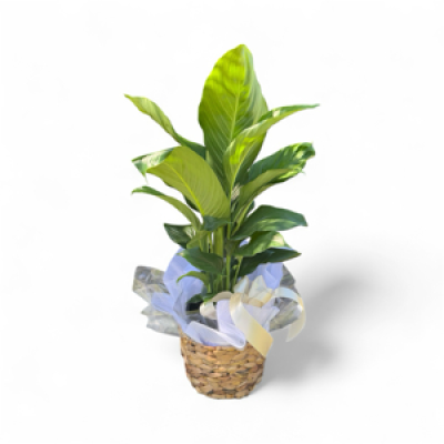 House plants - Lush green house plants 